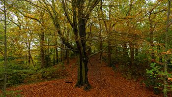 Arbre dans une forêt d'automne
