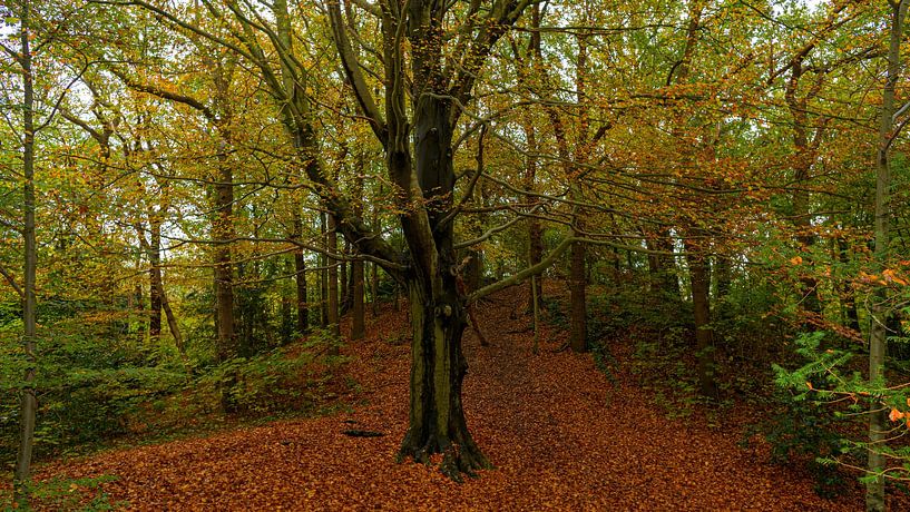 Tree in autumn forest by Ron de Jong