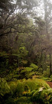 Regenwoud van Hawaii (deel 1 van drieluik) van Ellis Peeters