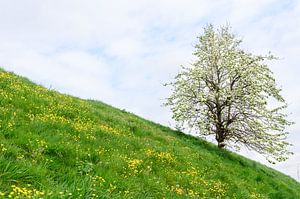 Zeedijk in Zeeland met fruitboom en boterbloemen sur 7Horses Photography