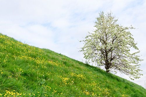 Zeedijk in Zeeland met fruitboom en boterbloemen