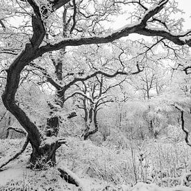 Winter-Wunderland von Marc Molenaar