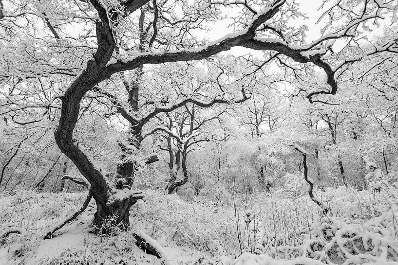 Winter wonderland by Marc Molenaar