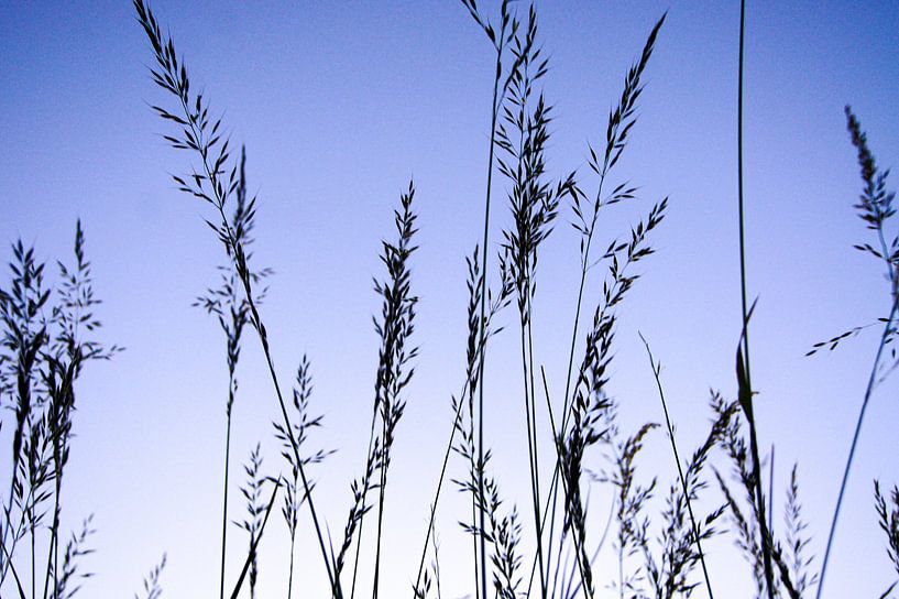 Die Klingen von Niek Traas