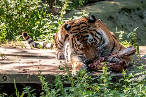 Amur Tiger or Siberian Tiger : Ouwehands DIerenpark