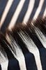Close-up van zebra strepen en manen van Melissa Peltenburg thumbnail