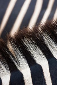 Close-up of zebra stripes and moons