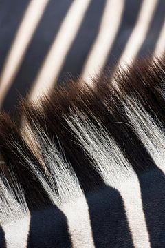 Close-up van zebra strepen en manen