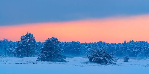Sneeuw winterlandschap in een stuifduingebied op de Veluwe tijdens zonsondergang