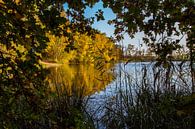 Vennetje in National Park de Meinweg by Julian Buijzen thumbnail