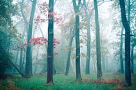 Bos in de mist van Martin Wasilewski thumbnail