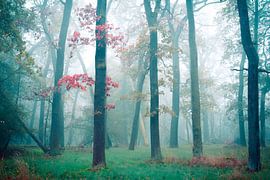 Wald im Nebel von Martin Wasilewski