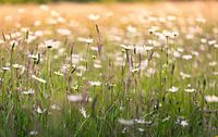 Gänseblümchen überall auf der Wiese.