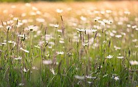 Gänseblümchen überall auf der Wiese. von Wicher Oort