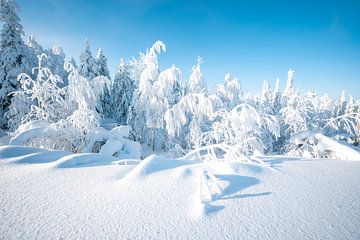 Winterlandschap met besneeuwde bomen van Leo Schindzielorz