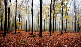 Speulderbos von Christiaan Krouwels