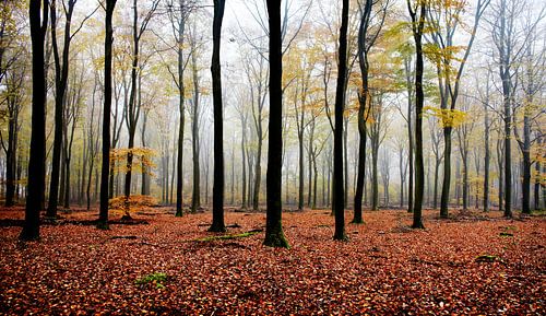 Speulderbos