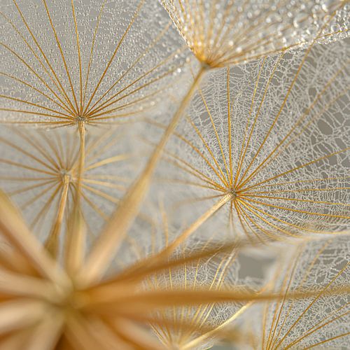 Gouden morgenster (Tragopogon) van binnenuit