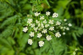 Blumenwiese von t.ART