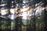 Forest in motion