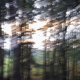 Forest in motion by Anouk Klomps