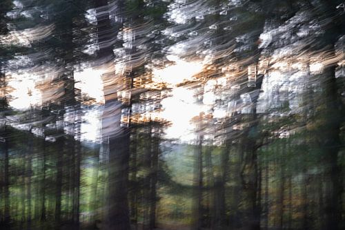 Wald in Bewegung