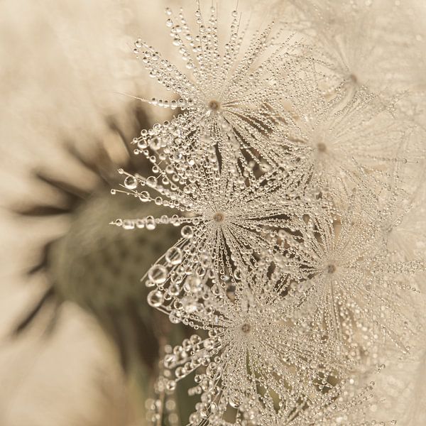 Countrywide: Fluff with tiny water droplets for the fluff ball by Marjolijn van den Berg