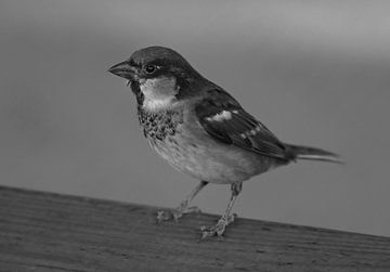 Moineau domestique en noir et blanc