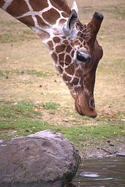 Drinking giraffe by By Monique