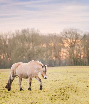 Paard tijdens zonsondergang van Inge Jansen