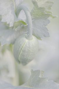 Aufblühende Mohnblume