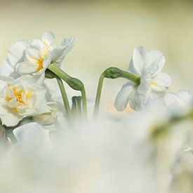 Keukenhof bloemen Wit 3 von Antine van der Zijden