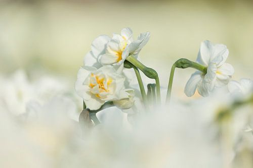 Keukenhof bloemen Wit 3