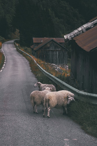 Sheep on Bergstraße