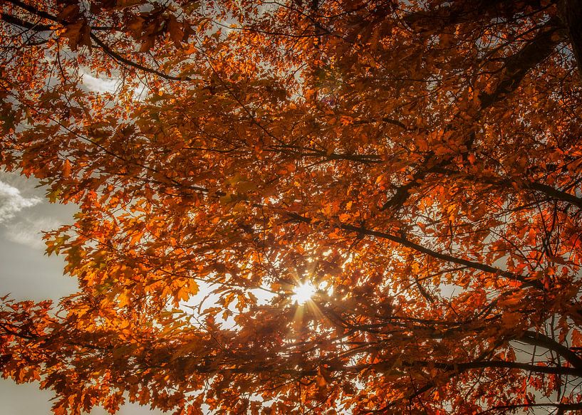 Zonlicht valt  door de bomen op prachtige herfstkleuren van John Kreukniet