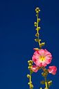 Rose stokroos tegen blauwe lucht von arjan doornbos Miniaturansicht