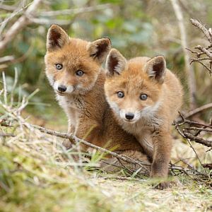 Deux jeunes renards sur Menno Schaefer