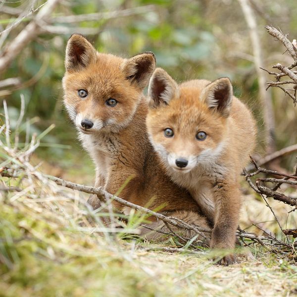 Twee jonge vossen van Menno Schaefer