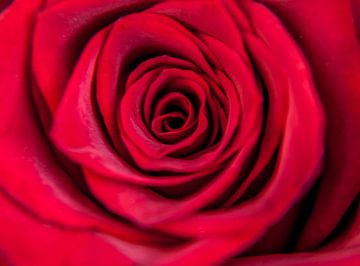 Roses are Red van Alex Hiemstra