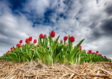 Red Tulips 2020 G by Alex Hiemstra