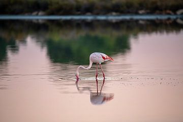 Een flamingo in Mallorca van t.ART