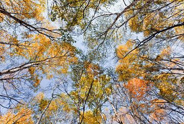 Bottom up shot van berken bomen in de herfst kleuren van Tony Vingerhoets