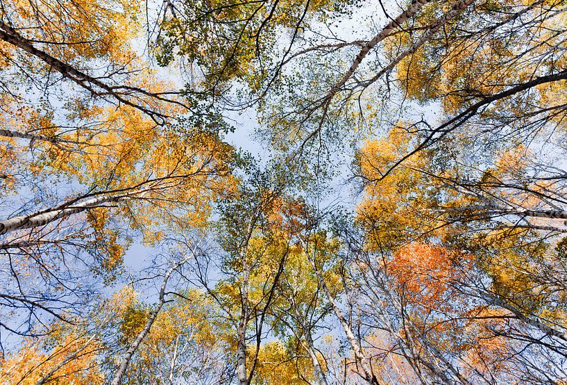 Bottom up shot van berken bomen in de herfst kleuren van Tony Vingerhoets