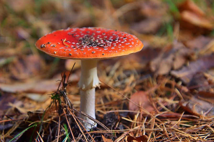 Tabouret de crapaud 2 par Edgar Schermaul