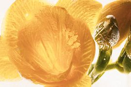 Yellow Freesia in Ice 3 by Marc Heiligenstein