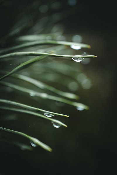 Drops on a coniferous tree by Jan