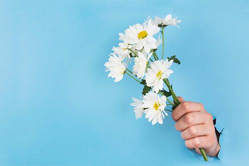 Bouquet de marguerites ou marguerites coincées dans un mur bleu