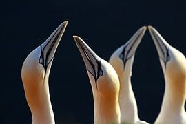 Gannets