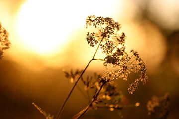 Golden Cow Parsnip