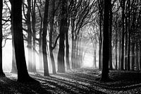 Black and white forest